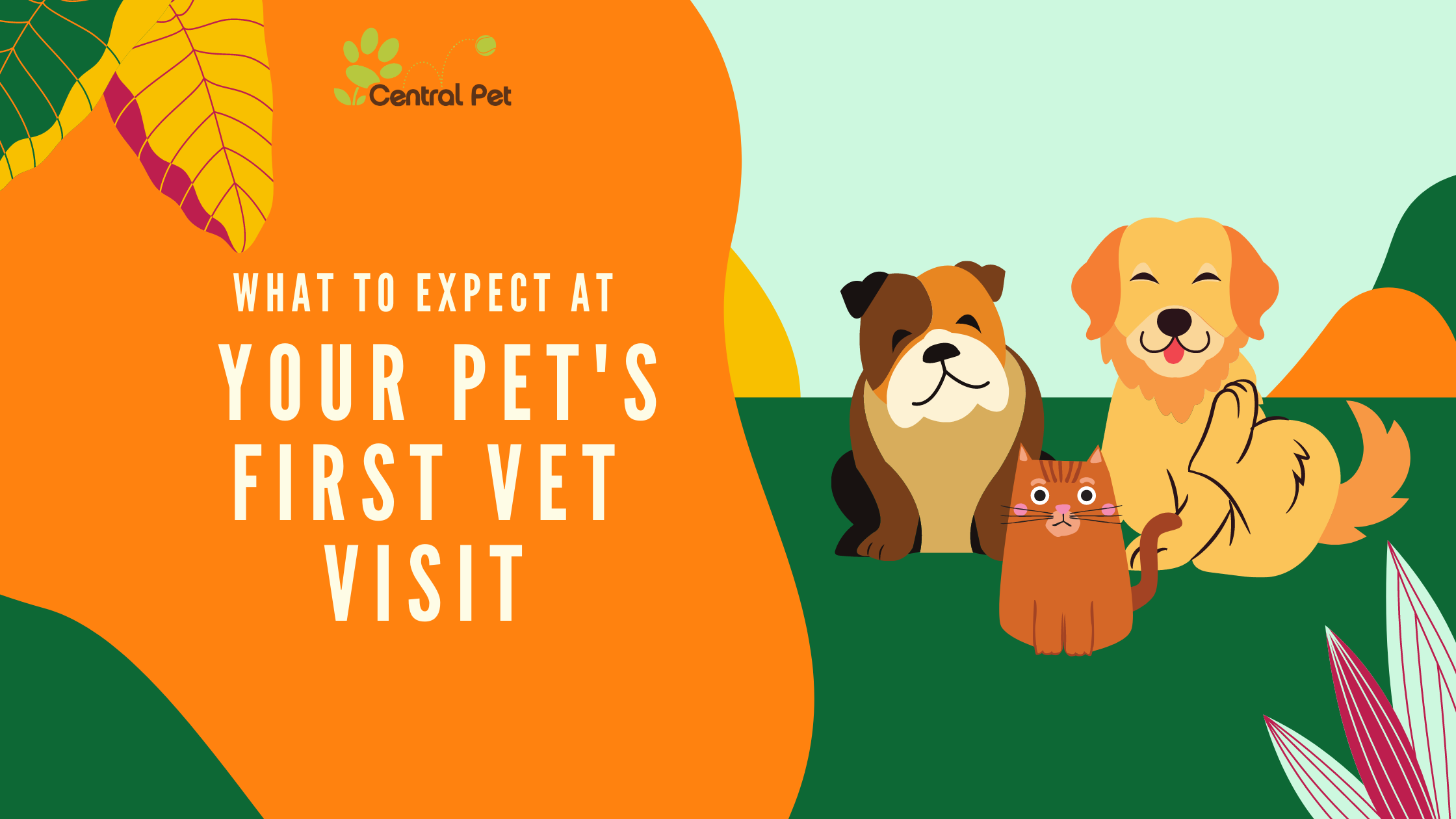 Pet best sale first vet